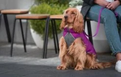 Red Dingo Reversible Coat Puffer Jachet Purple -Pet Supplies-Dogs Shop VE05050MO VE05051MO VE05052MO VE05053MO VE05054MO VE05055MO 2 637cbd1e3b9c8 g