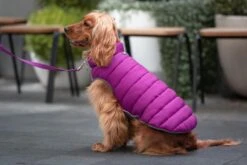 Red Dingo Reversible Coat Puffer Jachet Purple -Pet Supplies-Dogs Shop VE05050MO VE05051MO VE05052MO VE05053MO VE05054MO VE05055MO 3 637cbd1db8d29 g