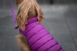 Red Dingo Reversible Coat Puffer Jachet Purple -Pet Supplies-Dogs Shop VE05050MO VE05051MO VE05052MO VE05053MO VE05054MO VE05055MO 5 637cbd1cb505d g