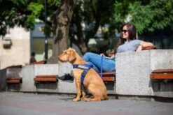 Julius K9 Idc Neon Tape Harness -Pet Supplies-Dogs Shop a62u4644 62722df72a1c5 g