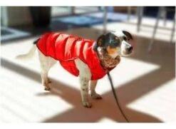 Kruuse Dog Coat Buster Active Red 10 Kruuse Dog Coat Buster Active Red -Pet Supplies-Dogs Shop abrigo para perros rojo buster active 632da7a335d74 g