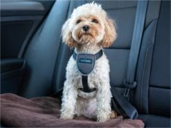 The Company Of Animals Car Safe Dog Travel Harness -Pet Supplies-Dogs Shop adaa0cfc 5303 11ec a5e5 00505697ce7a 886284290210 sfr2 631b612d81f58 g