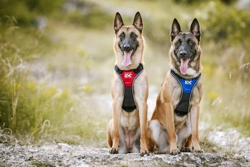 Julius K9 Idc Harness Longwalk Blue 2 Julius K9 Idc Harness Longwalk Blue - Image 2