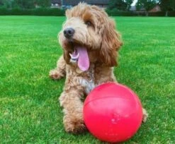 The Company Of Animals Boomer Ball -Pet Supplies-Dogs Shop boomer ball dog with red ball carousel 694 x 572 62332734471ed g