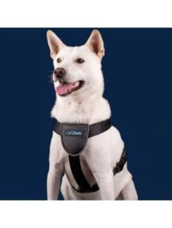 The Company Of Animals Car Safe Dog Travel Harness -Pet Supplies-Dogs Shop coa29021b 624ebb25e8490 g