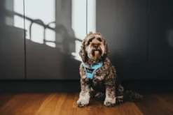 Hunter Divo Harness, Light Blue -Pet Supplies-Dogs Shop divo5 1024x1024 at 2x 6387fb713b58c g