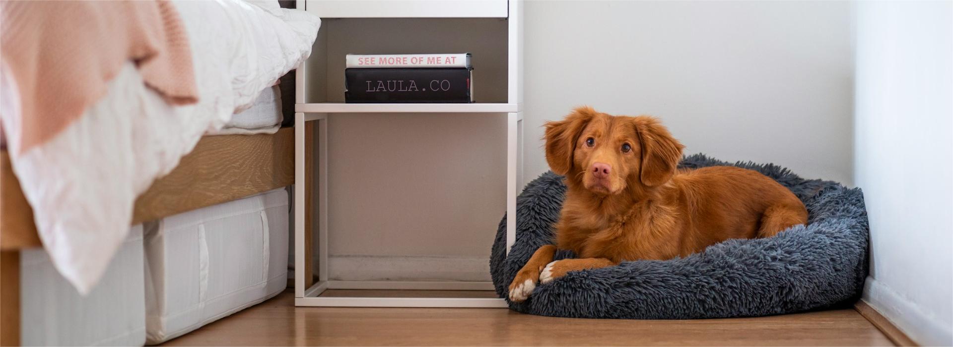 Pet Supplies-Dogs Shop -Pet Supplies-Dogs Shop jamie street kyqfZ95P7Ec unsplash