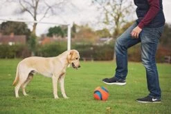 Chuckit! Chuckit Large Kick Fetch Football For Dogs -Pet Supplies-Dogs Shop pelota chuckit grande 63e36e34a5075 g