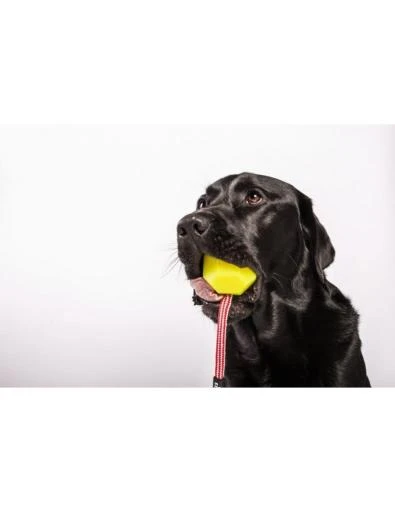 Julius K9 Yellow Fluorescent Idc Ball 2 Julius K9 Yellow Fluorescent Idc Ball - Image 2