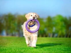 Collar Puller Chew Toy -Pet Supplies-Dogs Shop puller standard3 62fe111e53cf9 g