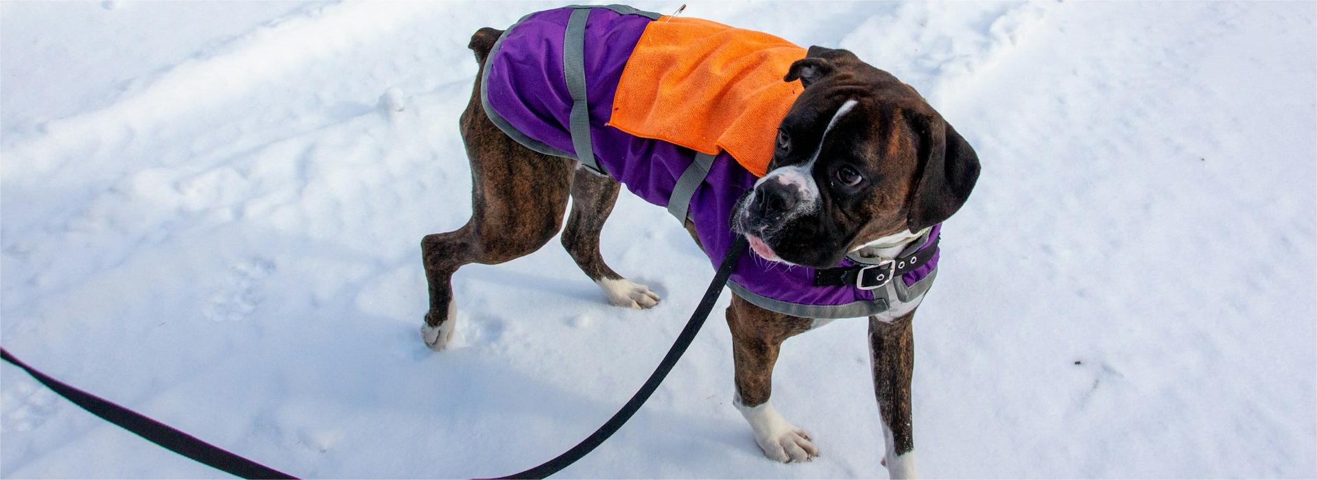 Pet Supplies-Dogs Shop -Pet Supplies-Dogs Shop salome guruli cp3ElSxPsQ8 unsplash